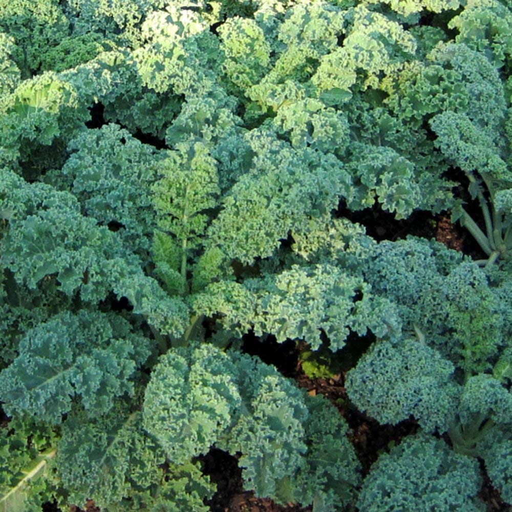 Kale Seeds to Plant | 100+ Seeds | Dwarf Blue Kale Seeds for Planting | Grow Your Own Food