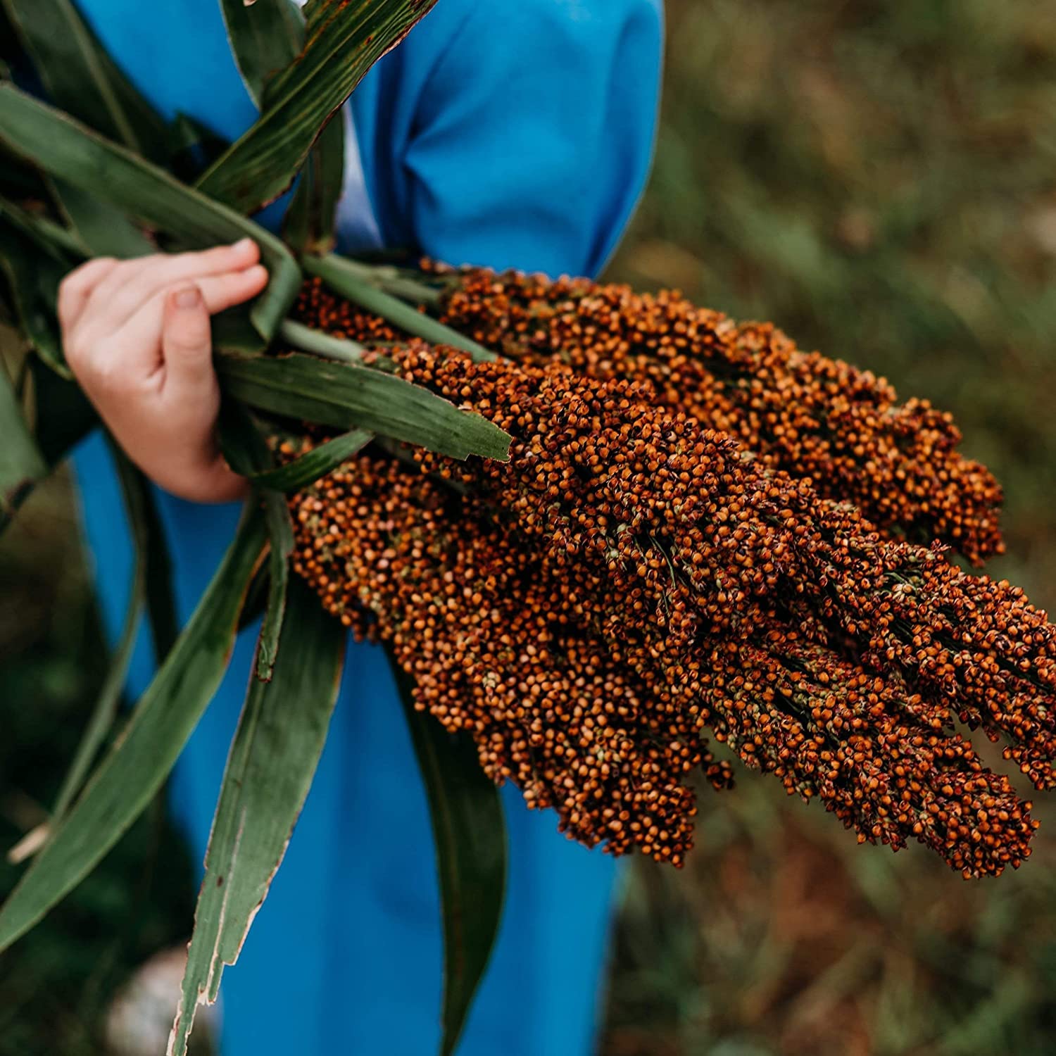 Sweet Sugar Cane Sorghum - 100 Seeds - Heirloom & Open-Pollinated Variety, Non-GMO Vegetable Seeds for Planting in The Home Garden
