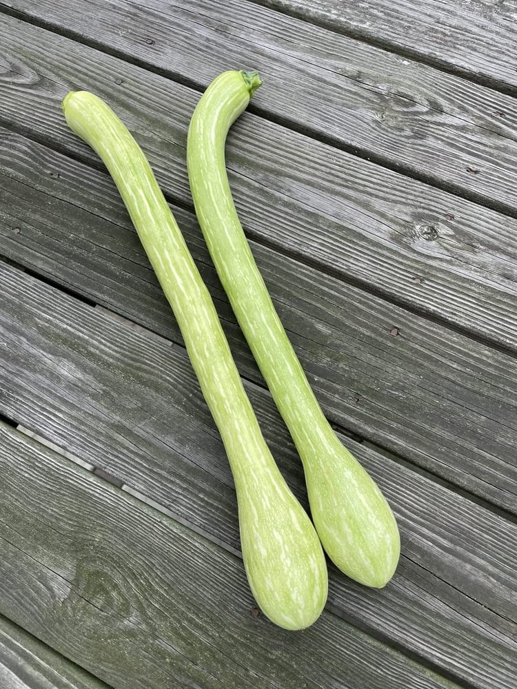 Trombone Squash Seeds for Planting - Grow 20 Tromboncino Squash Plants