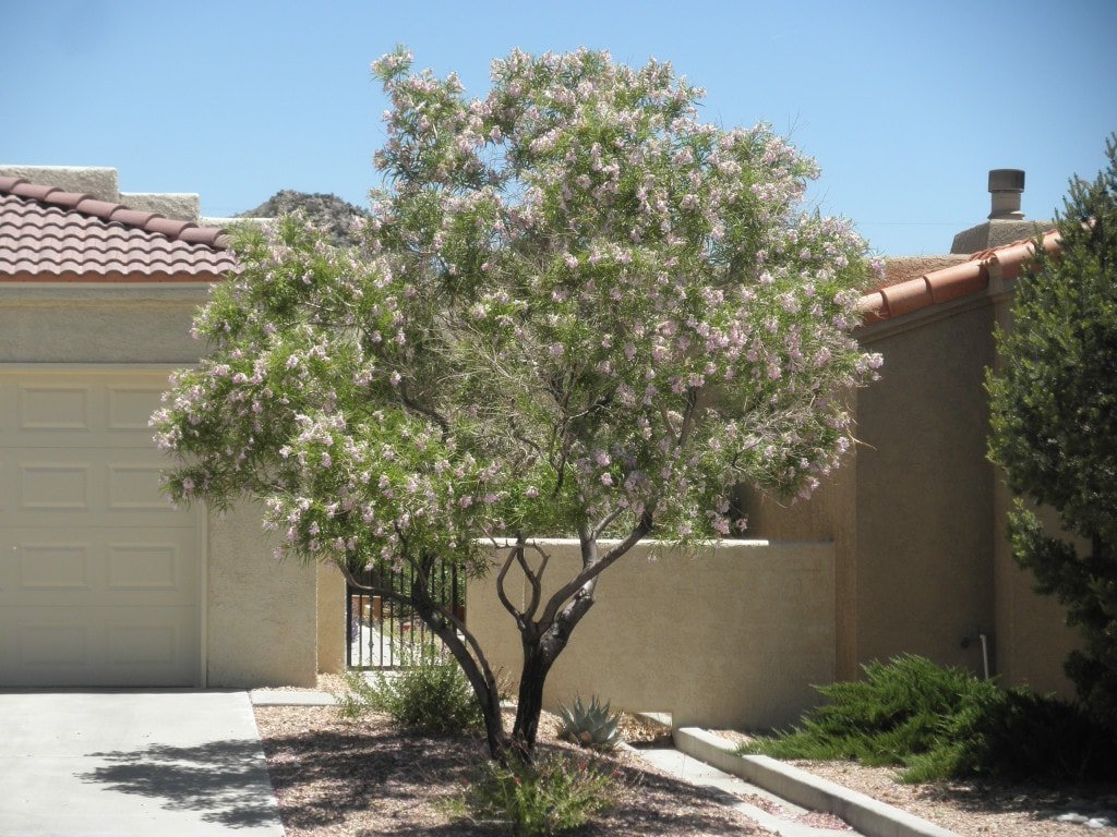 50 Desert Willow Tree Seeds, Chilopsis Linearis