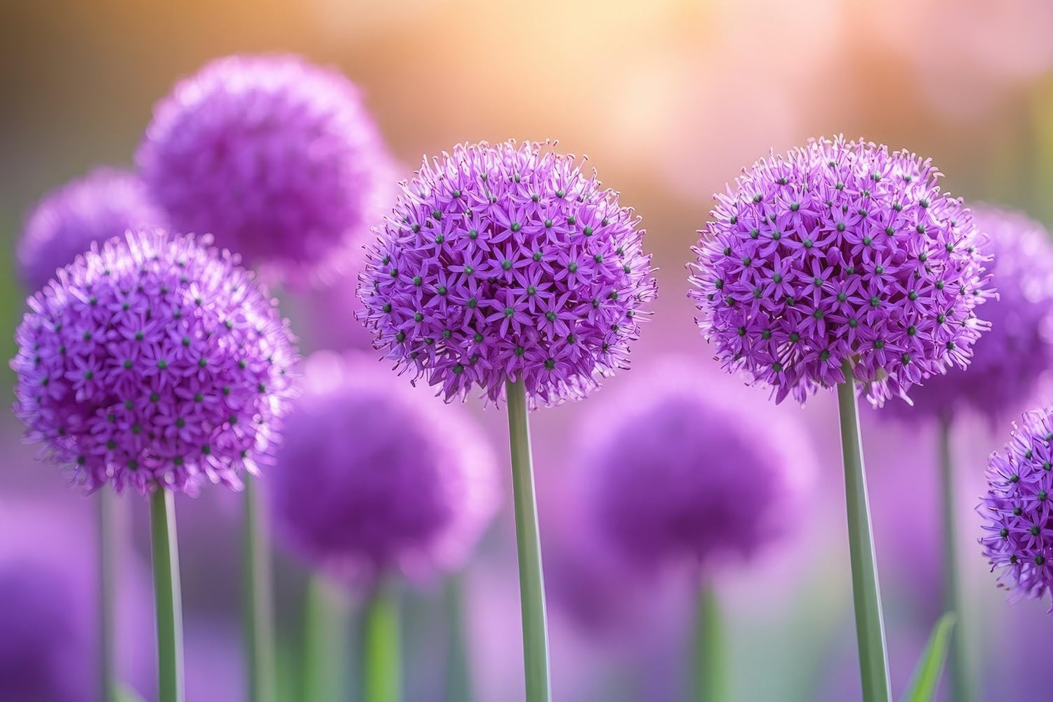 Purple Passion Allium Bulbs for Planting - Large Round Blooms are Deer Resistant and Attract Pollinators