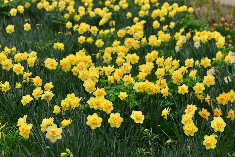 25 Dutch Master Daffodil Bulbs - Ships from Iowa, USA