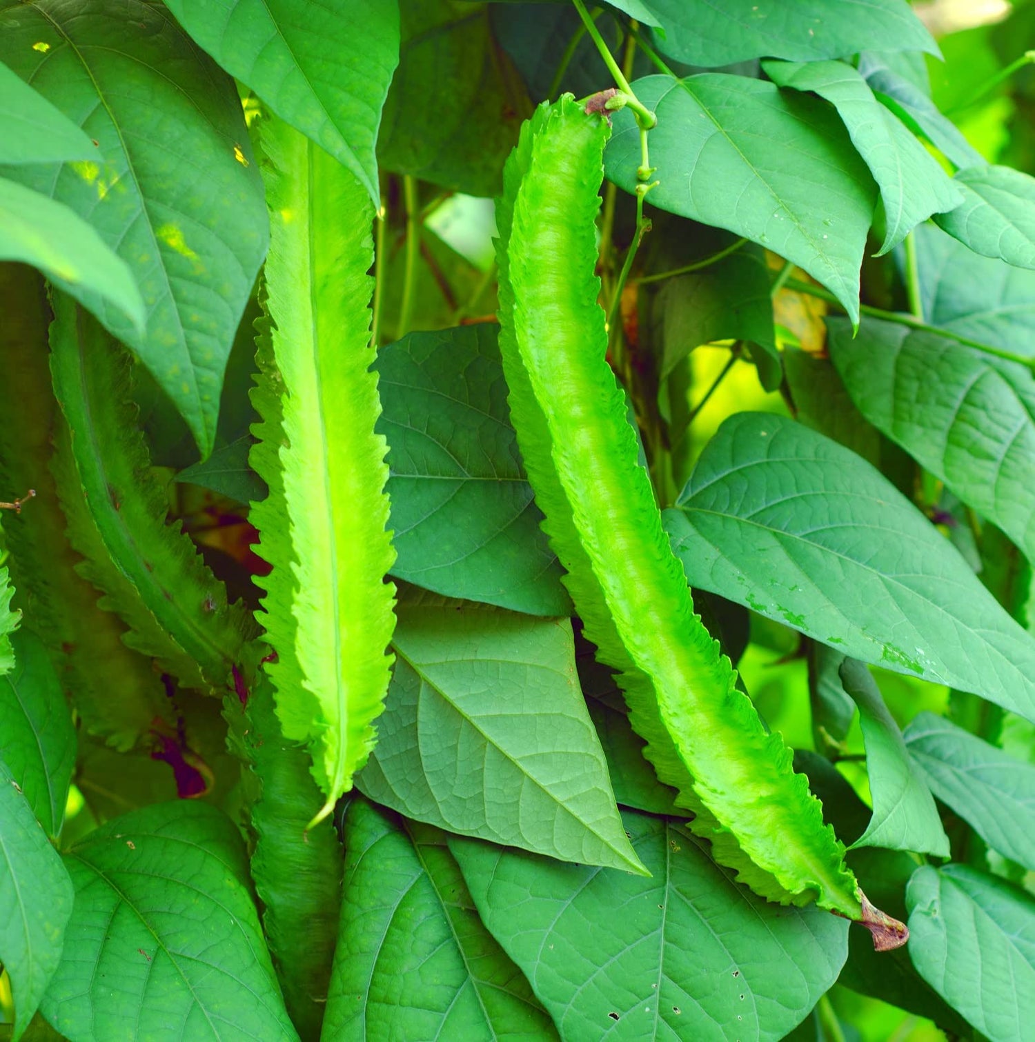 15 Wing Bean Seeds for Planting - Easy to Grow - Exotic Asian Winged Bean