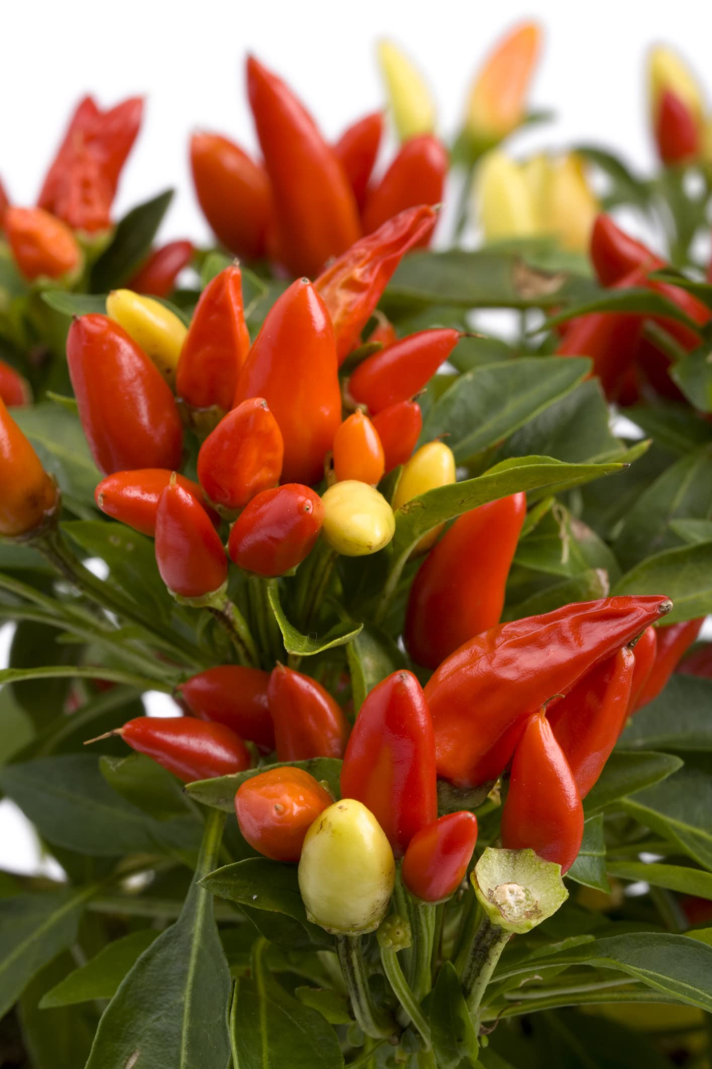 Tabasco Hot Pepper Seeds for Planting - Grow Hot Peppers