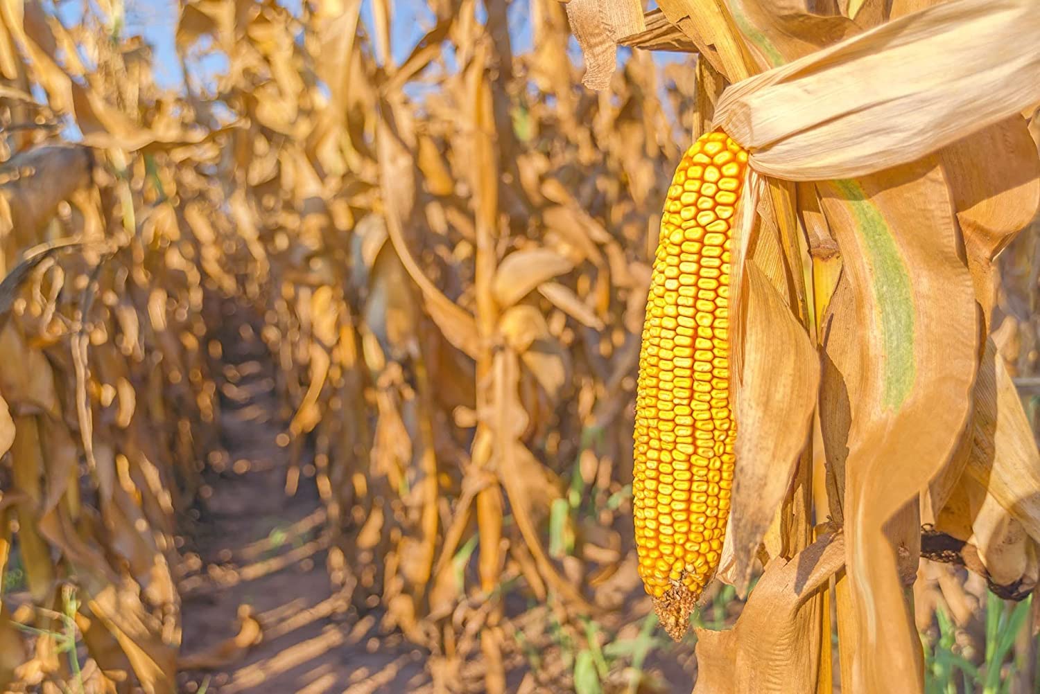 1050 Yellow Dent Corn Seeds Kernels Grain Corn Field Corn for Planting or Feed Non-GMO