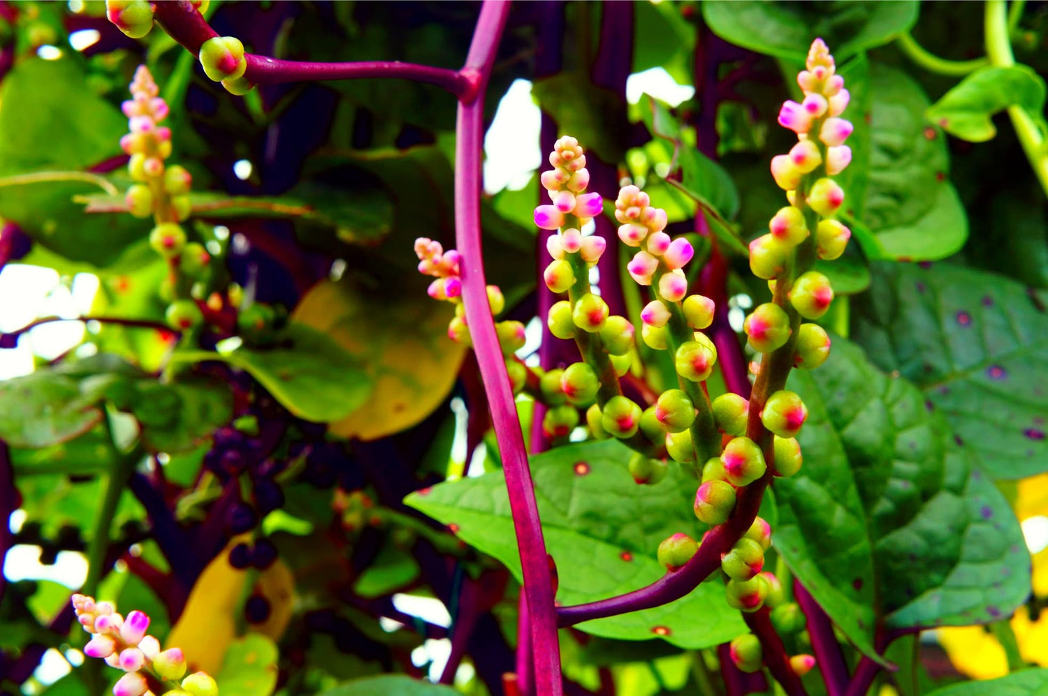 100+ Malabar Red Stem Spinach Seeds Herb Heirloom Non-GMO Phooi Leaf, Red Vine, Alugbati, Vietnamese, Ships from USA
