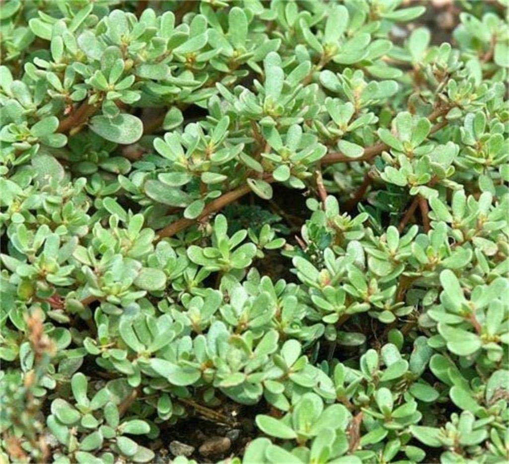 1500+ Purslane Seeds Green Plants Fresh Garden Seeds