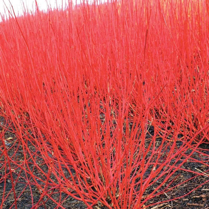 Red Dogwood Seedlings for Planting - Redosier Dogwood - No Ship to California