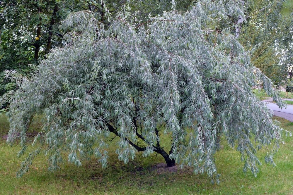 Russian Olive Tree Seeds for Planting (10 Seeds) - Elaeagnus angustifolia