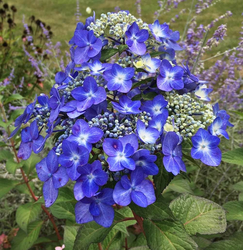 Hydrangea Mix 10+ Seeds Flowers Easy to Grow Planting for Outdoor Indoor