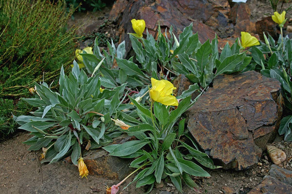 Evening Primrose Seeds for Planting - 100 Seeds