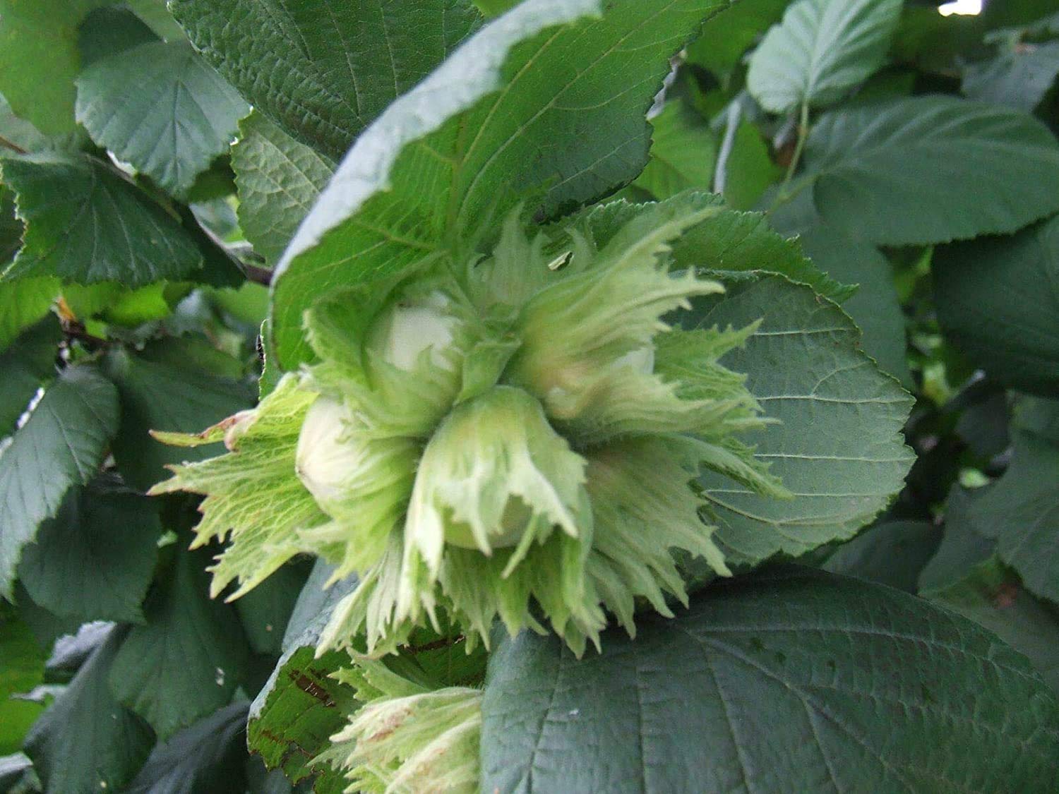 American Hazelnut,(Filbert), Corylus americana, Seeds (Edible, Showy Fall Color) (4)