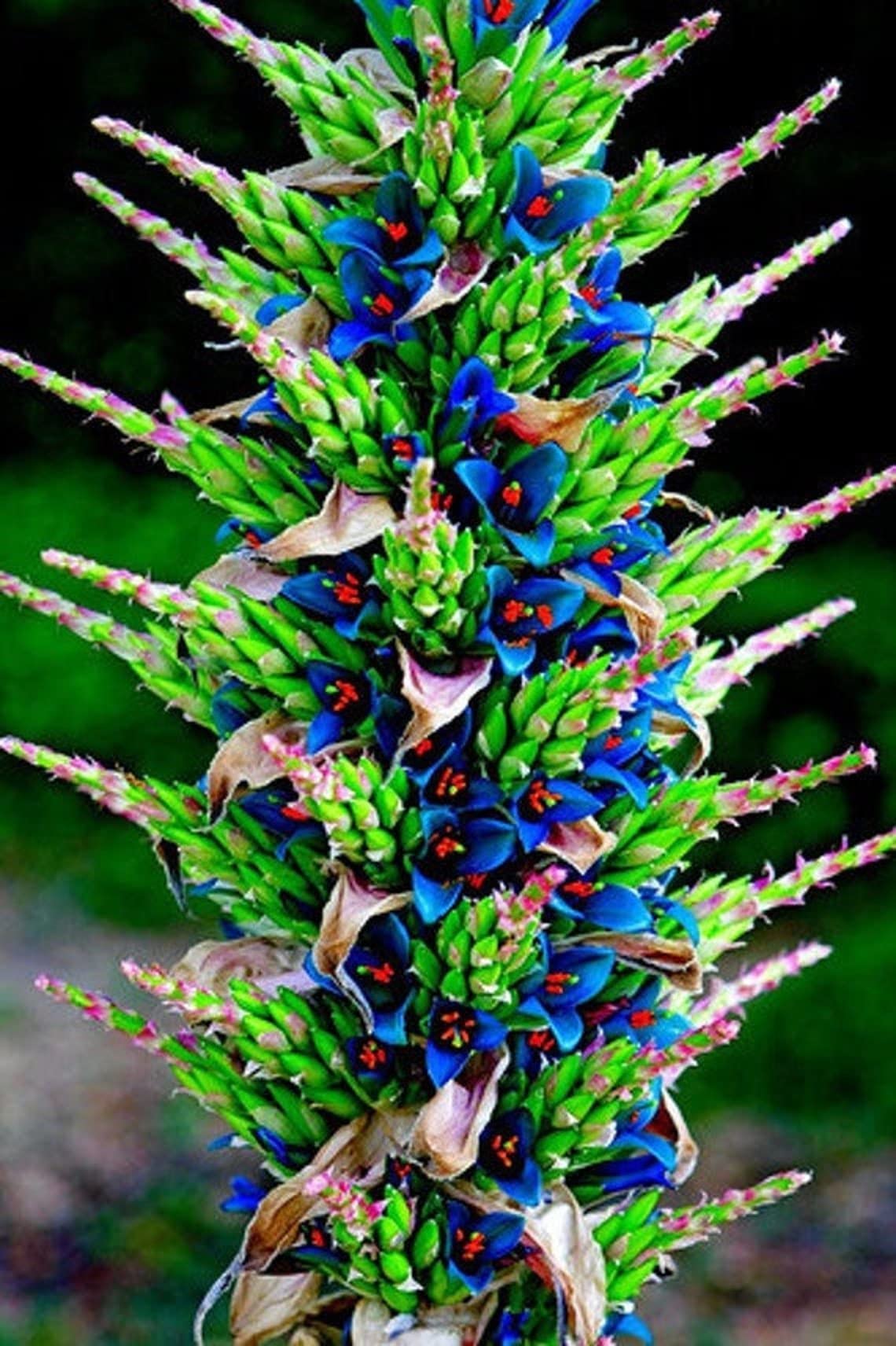 15 Sapphire Tower Seeds for Planting - Rare Flowering Cactus - PUYA Seeds