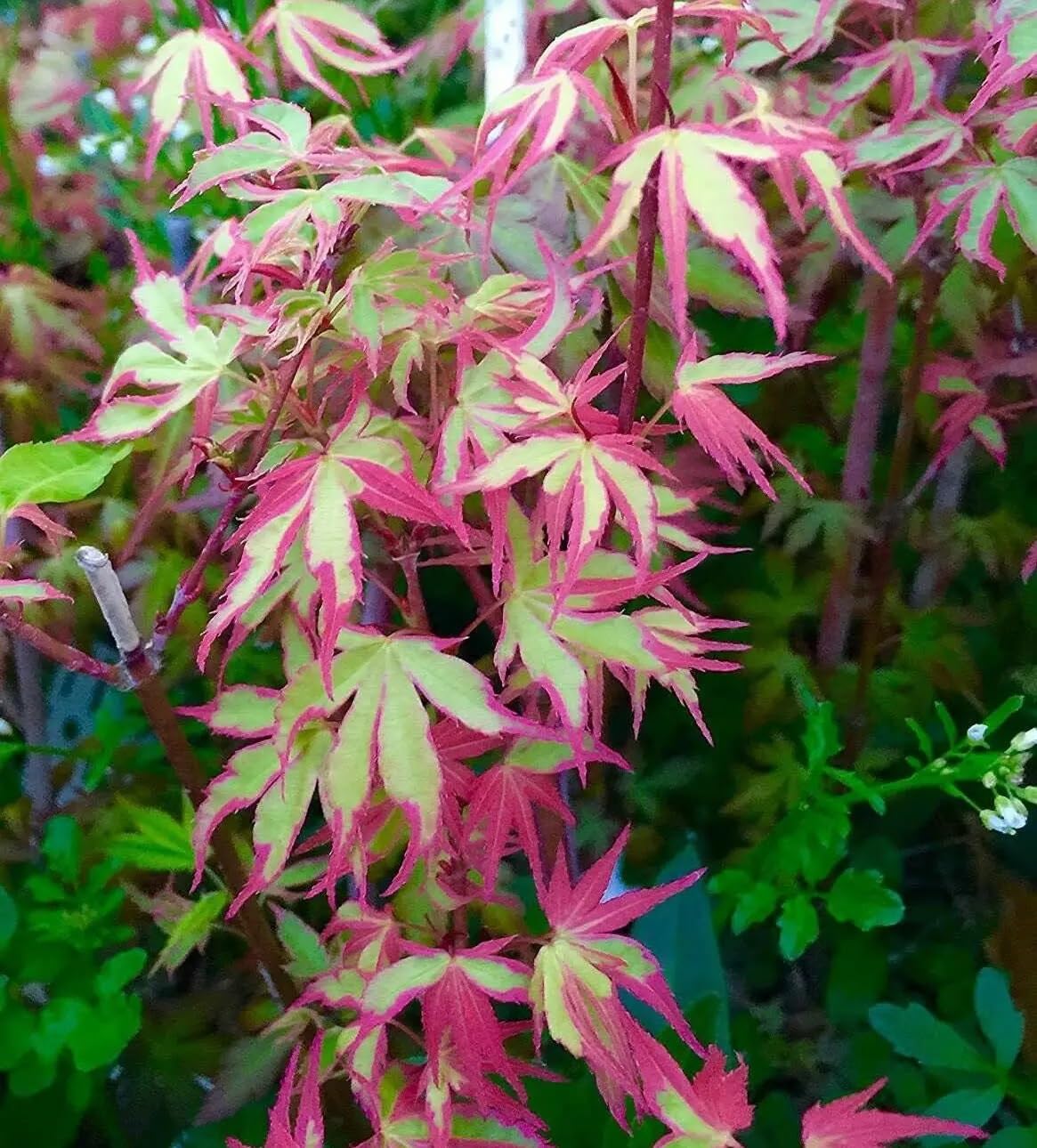 Japanese Maple Bonsai Tree Seeds | 30+ Seeds | Highly Prized for Bonsai, Japanese Maple Tree Seeds