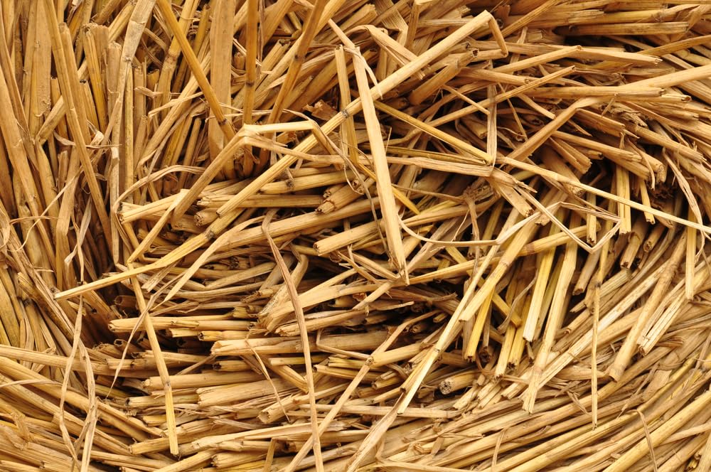12 Pounds 100% Natural Wheat Straw for Animal Bedding, Garden Mulch, Compost & Fertilizer, and Grass Cover (12 Lbs)