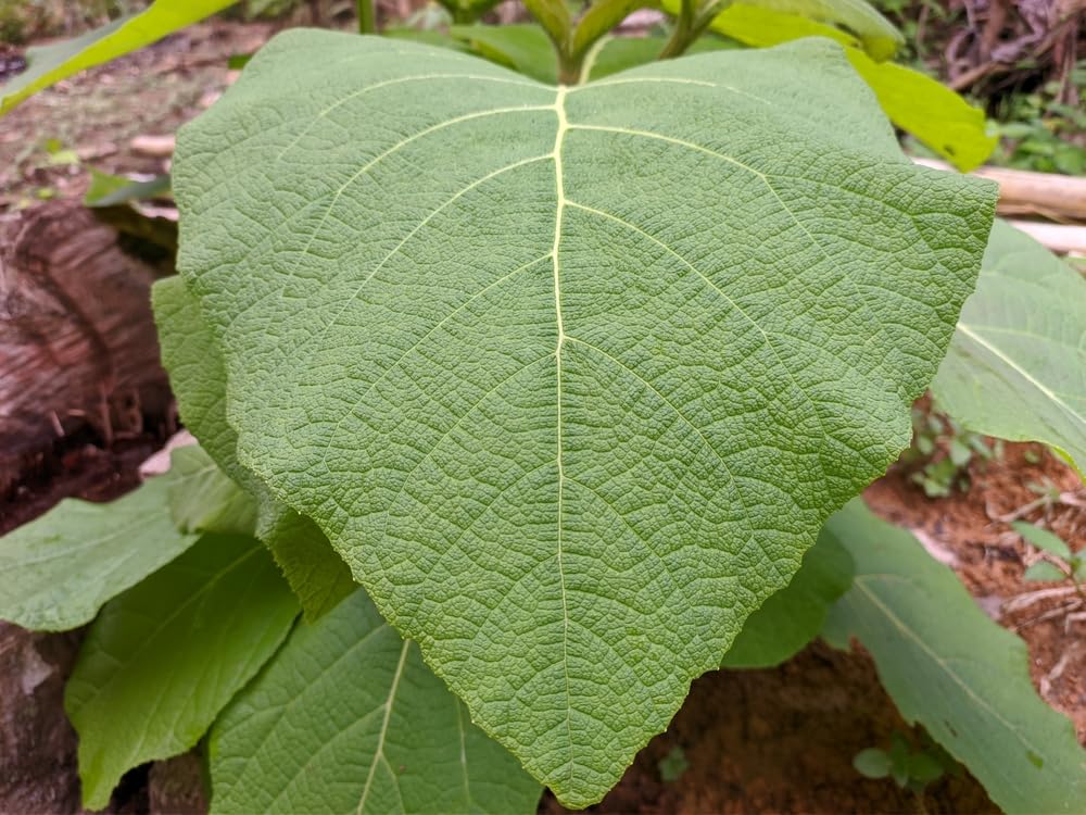 Teak Tree Seeds for Planting - Tectona grandis
