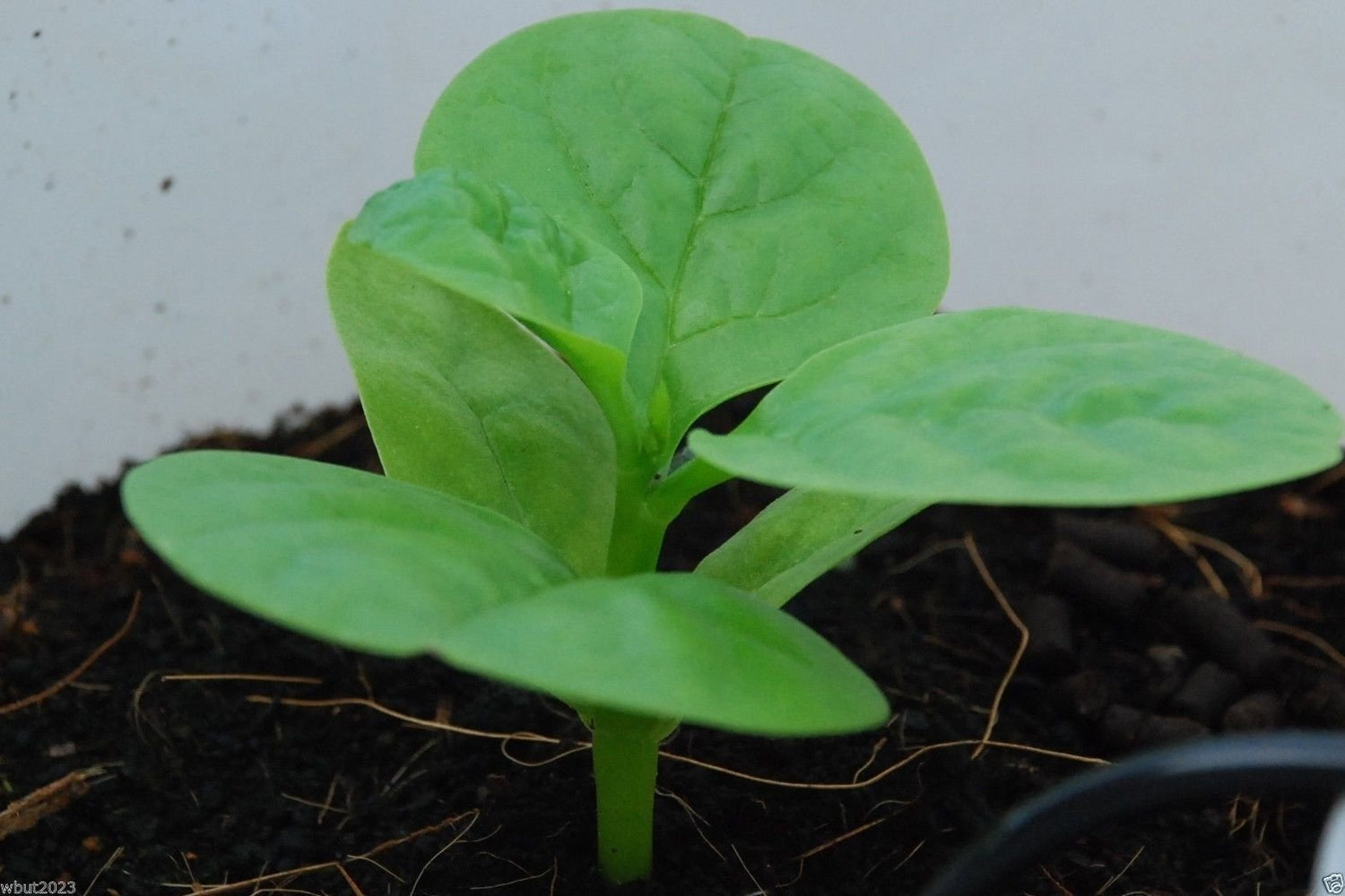 500 Green Malabar Spinach Seeds - Heat loving, frost sensitive.fast-growing vine
