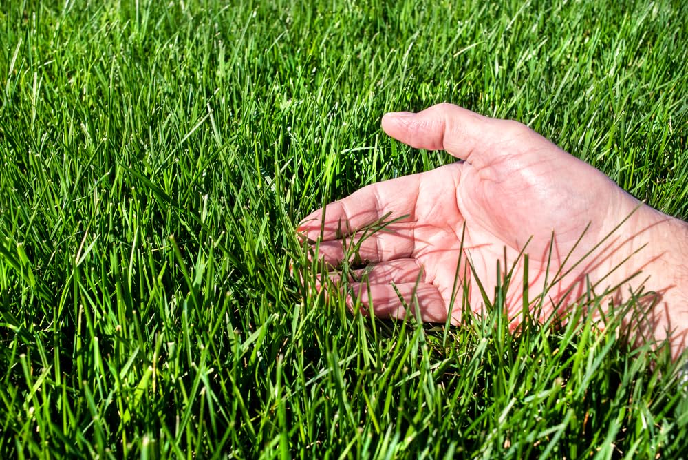 Tall Fescue Grass Seeds for Planting