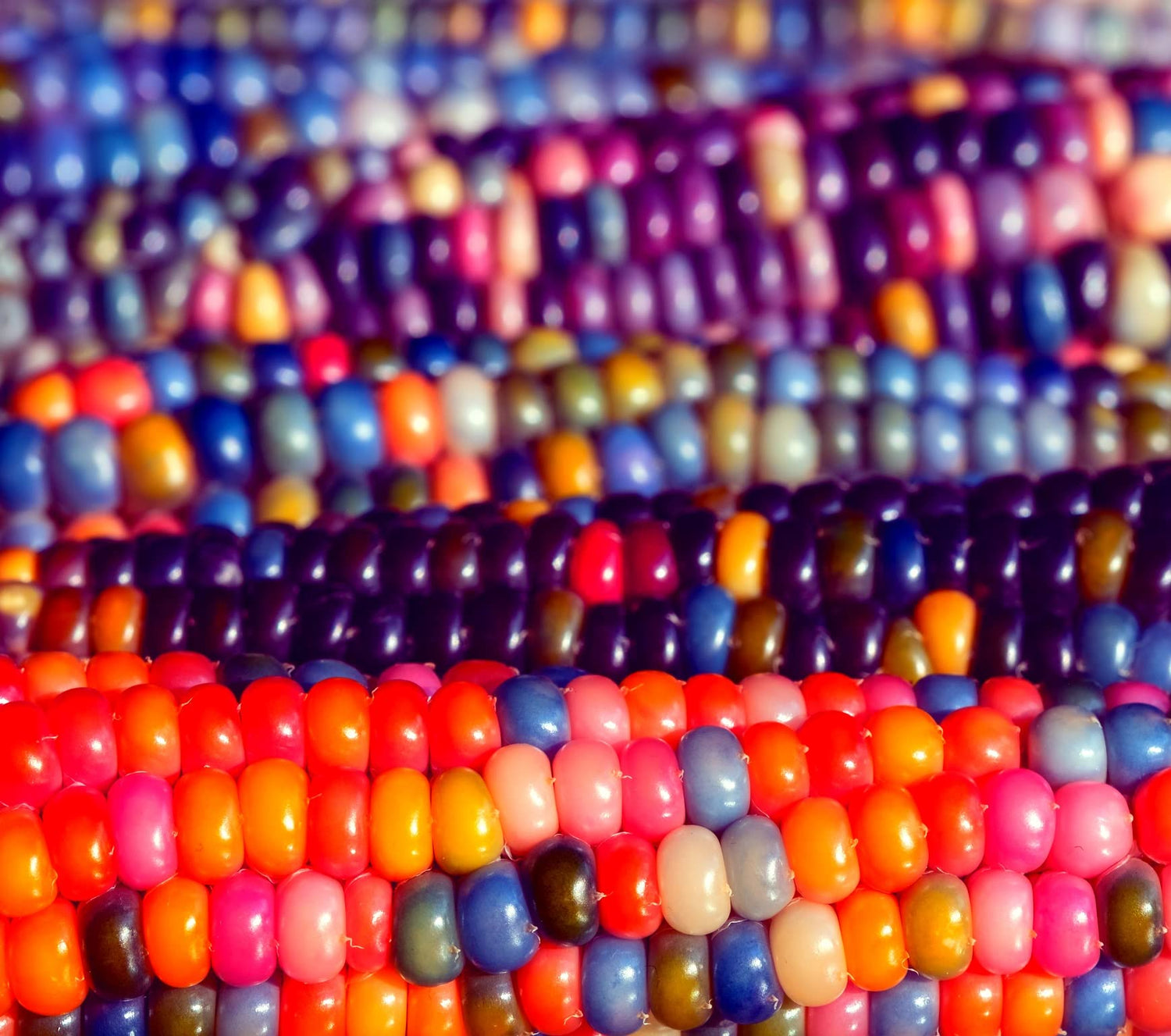 Glass Gem Corn Seeds for Planting - 50+ Seeds - Vibrant Translucent Kernels - Grown in Iowa -Must See