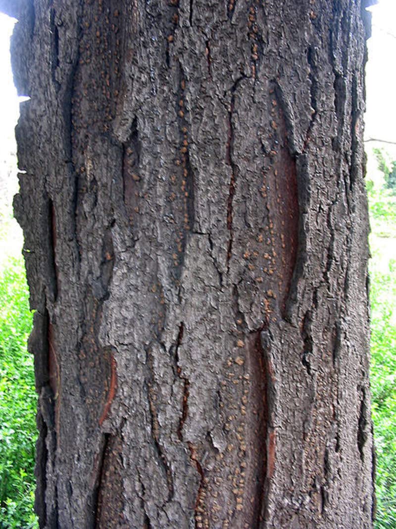 Thornless Honey Locust Seeds for Planting (12 Seeds) - Gleditsia triacanthos Inermis