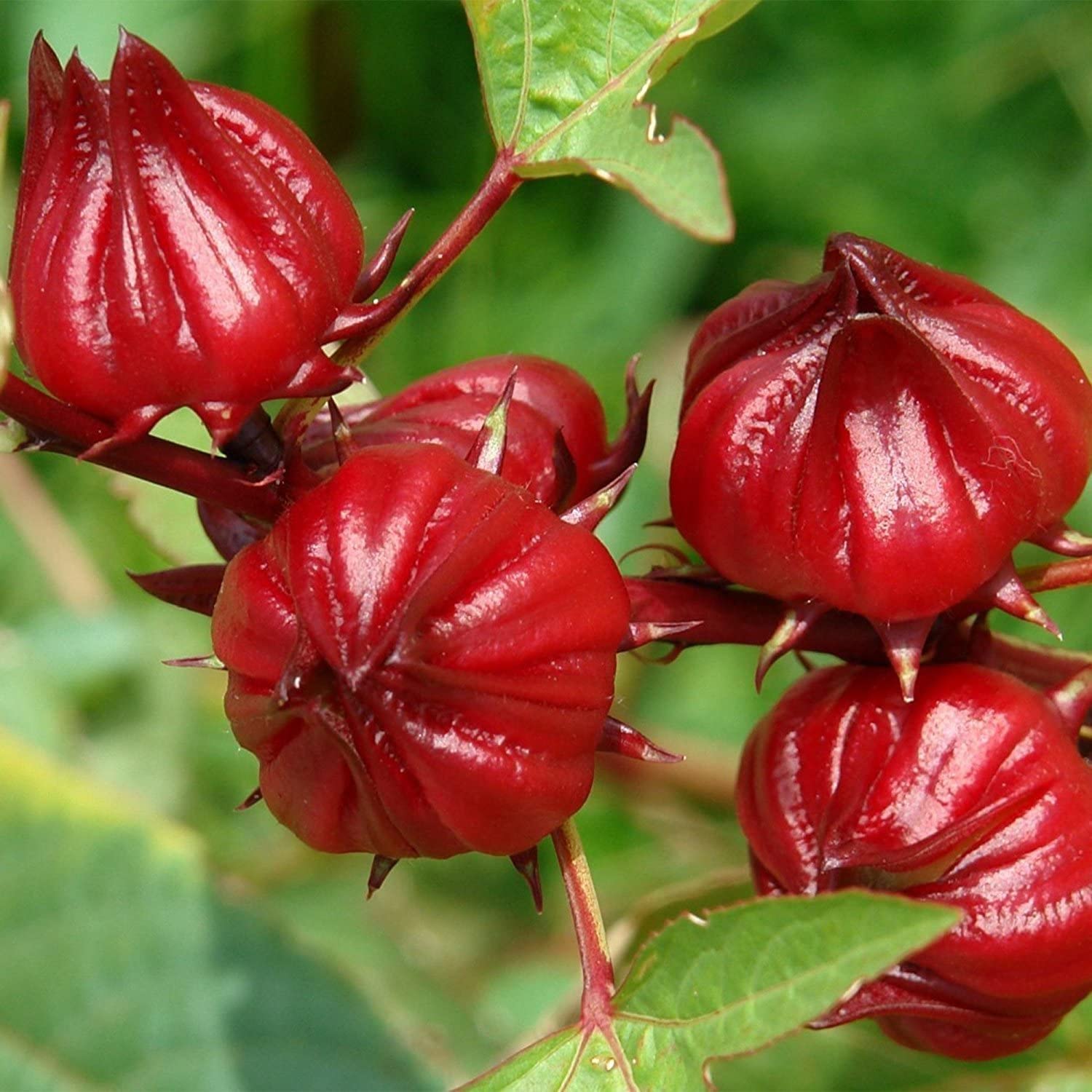 50+ Red Roselle Seeds (Hibiscus sabdariffa) - Asian Sour Leaf - Ships from Iowa, USA