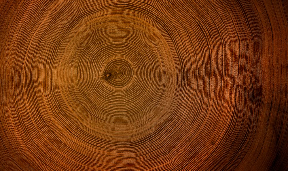 5 Rich Mahogany Tree Seeds to Plant - Highly Valued Lumber