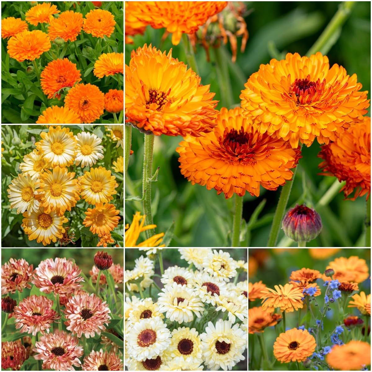 100 Calendula Flower Seeds for Planting, Mixed Color