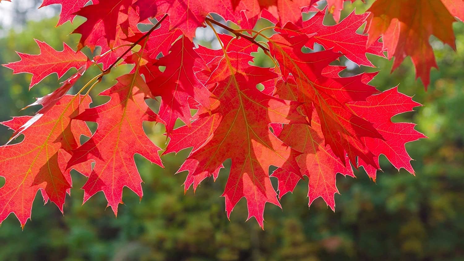 Red Oak Tree Seedlings for Planting | Live Trees for Landscaping or Shade - No Ship to California
