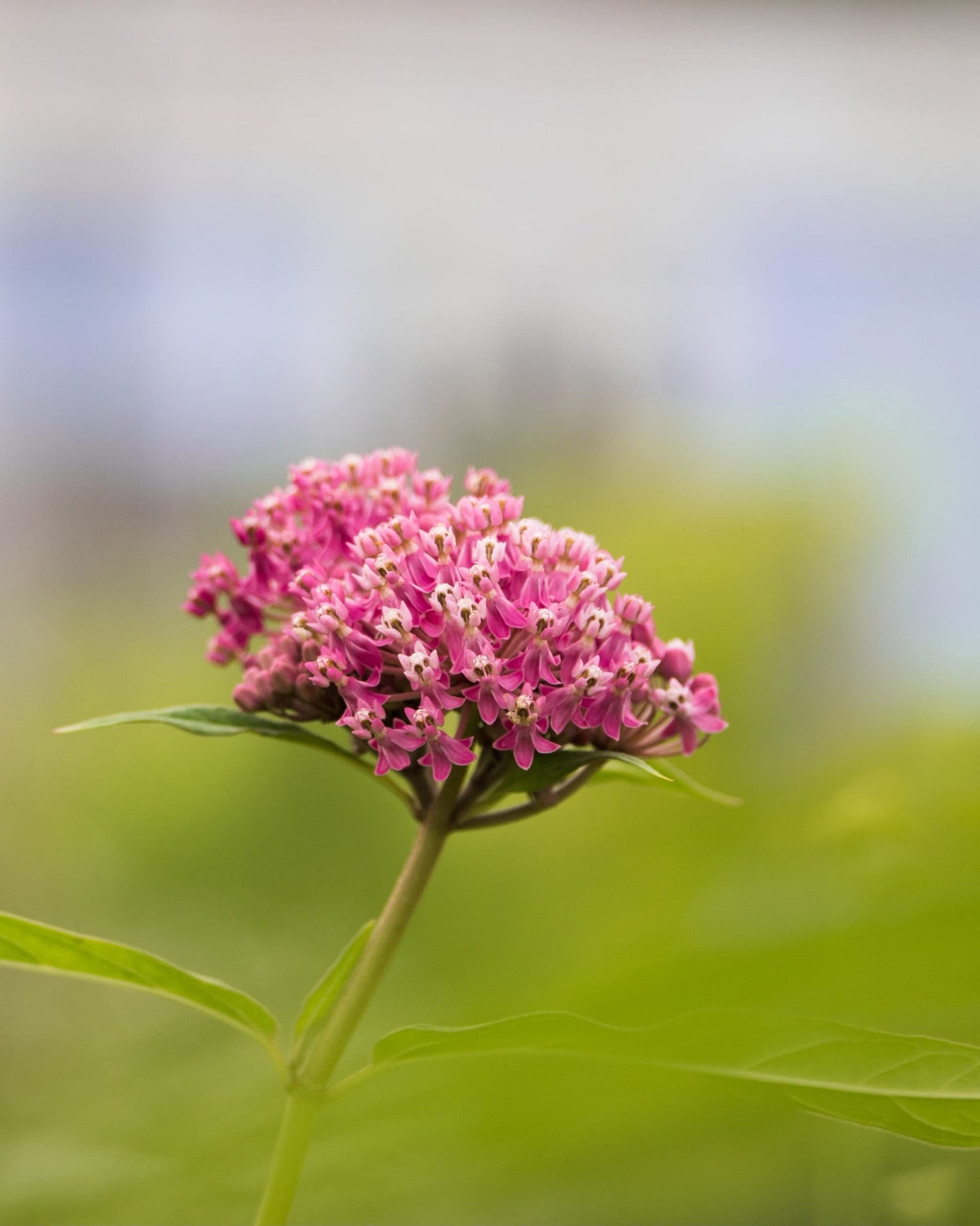 VANCEFELKEL Swamp Milkweed Seeds for Monarch Butterflies 200 Pcs Swamp Milkweed Seeds for Planting (Asclepias Incarnata)