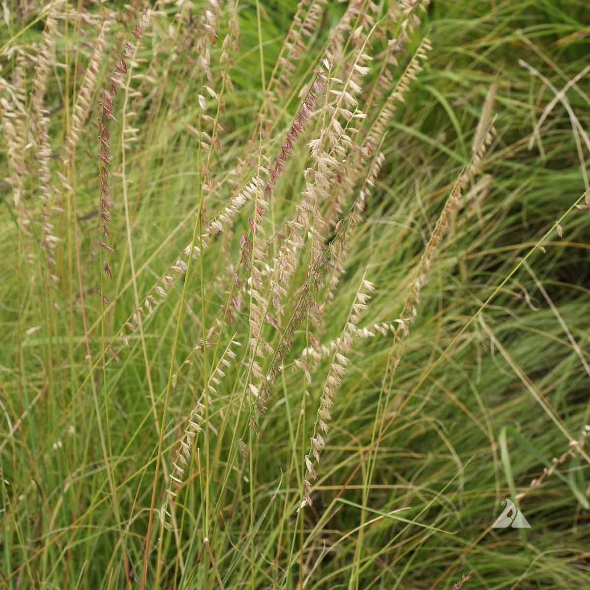 Sideoats Grass Seeds for Planting - Bouteloua curtipendula (500 Seeds)
