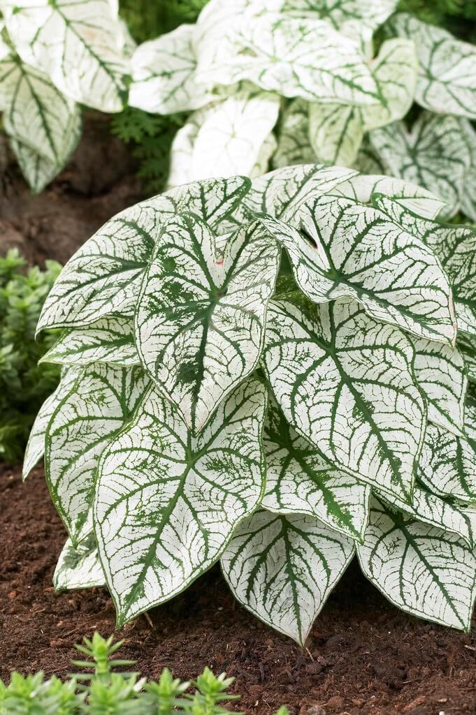 6 White and Green Caladium Bulbs for Planting - Aaron Caladium - Perennial Hosta, Elephant Ears, Fancy (6 Bulbs)