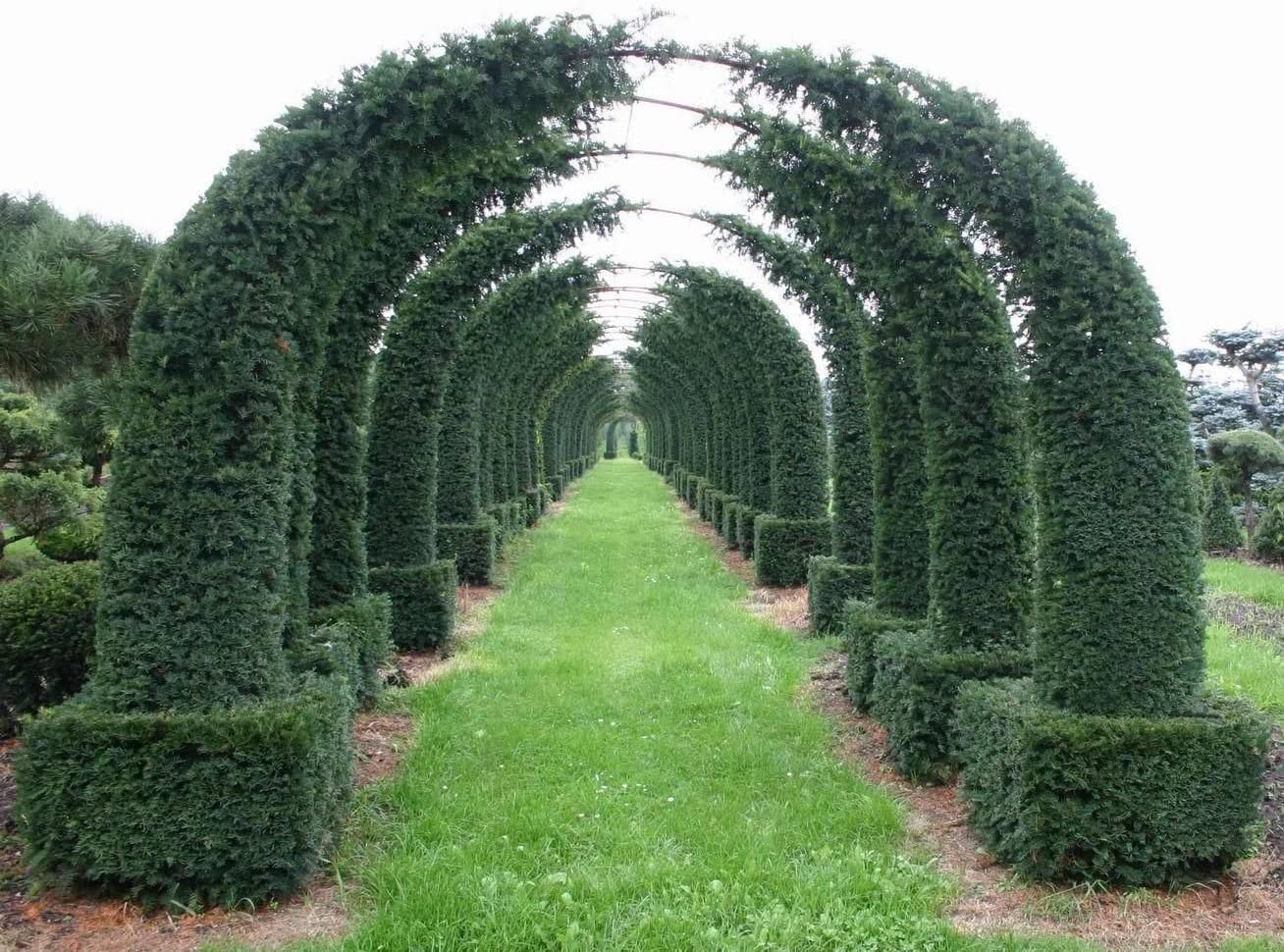 30 English Yew Tree Seeds - Taxus baccata - Evergreen Tree with Bright Red Fruits