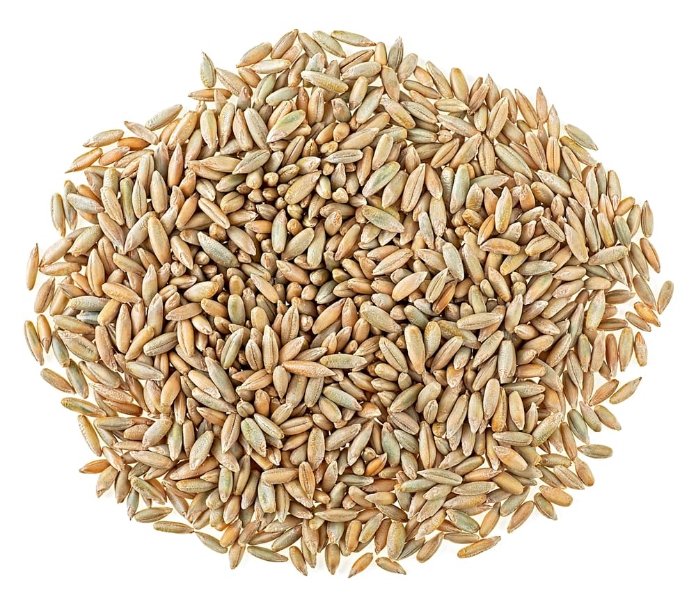 12 Ounces Winter Rye Seeds for Planting
