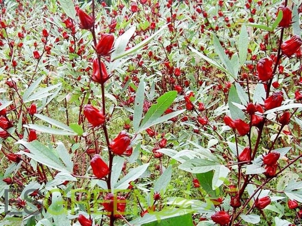 10 Seeds Jamaican Sorrel Seeds, AKA Florida Cranberry , Indian Roselle, Hibiscus Sabdariffa