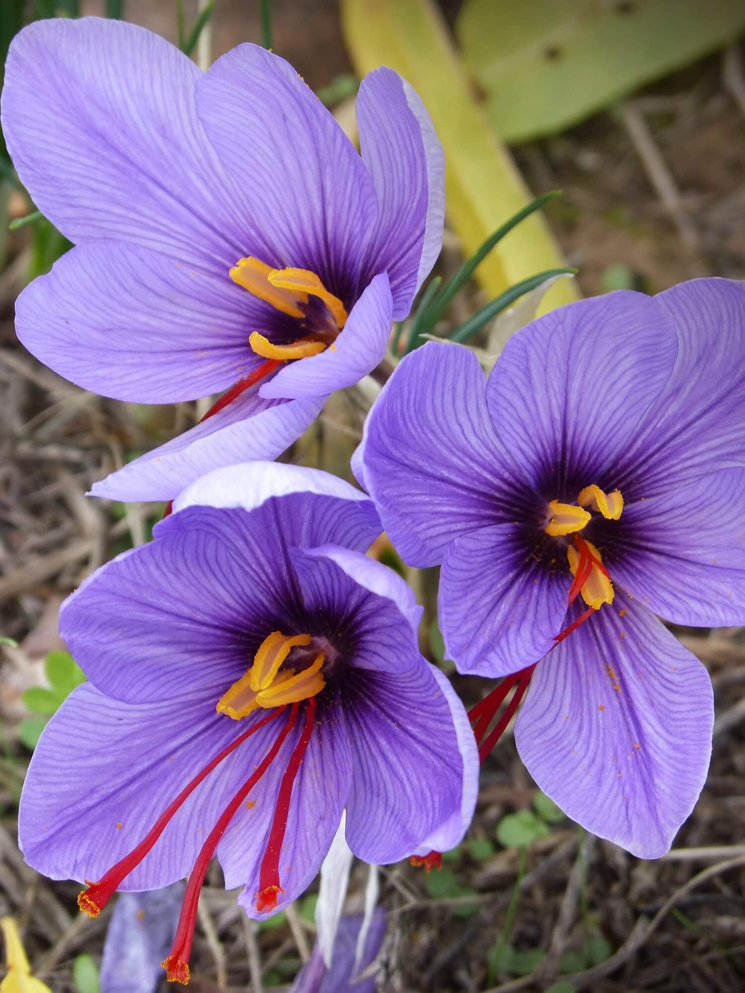 IB Prosperity Crocus Small Flowering 'Sativus (Saffron)' Size 9/10 cm, Bulbs for Planting, Open Pollinated, Heirloom, Non-GMO, Bulbous Perennial, Iridaceae, Autumn Crocus, Saffron Crocus (5 Bulbs)