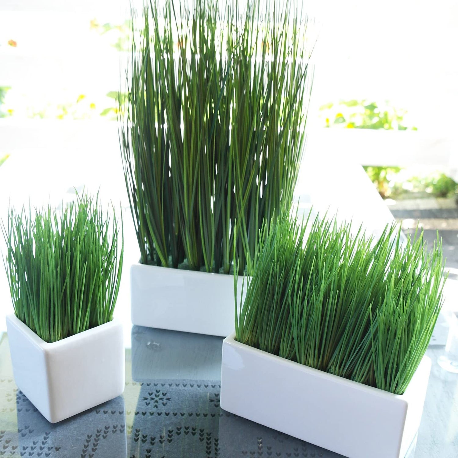 2000+Premium Cat Grass Seeds Organic,98% Germination Rate, Germinate Within 3 Days,3.5OZ,Feeding a Cat for 4 Months