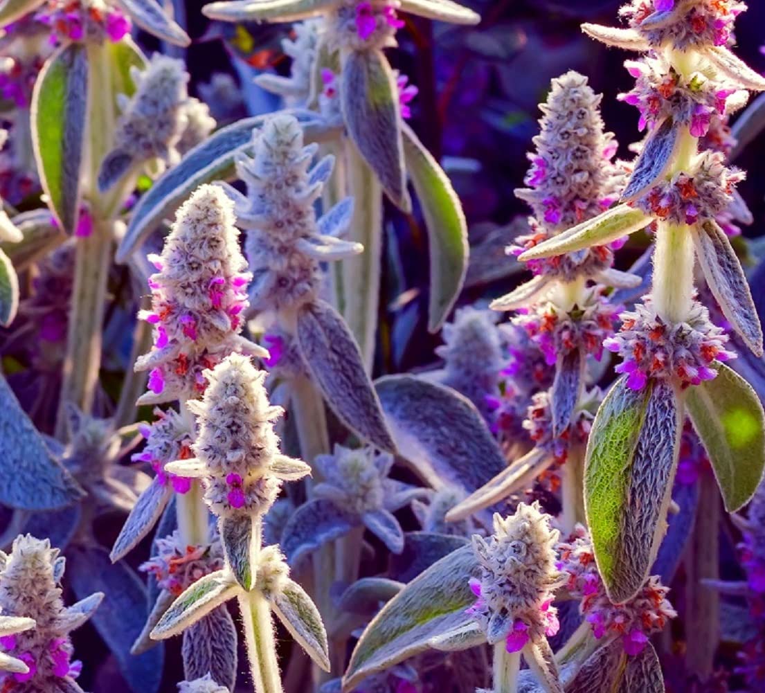 Lamb's Ear Byzantina- 100+ Seeds - Made in USA, Ships from Iowa - (Stachys Byzantina Lanata)