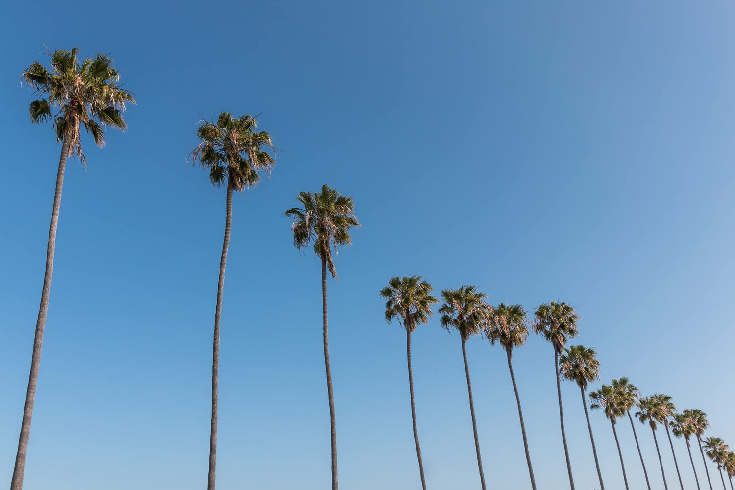 Mexican Fan Palm Tree Seeds, Washingtonia Robusta - 20 Seeds for Planting