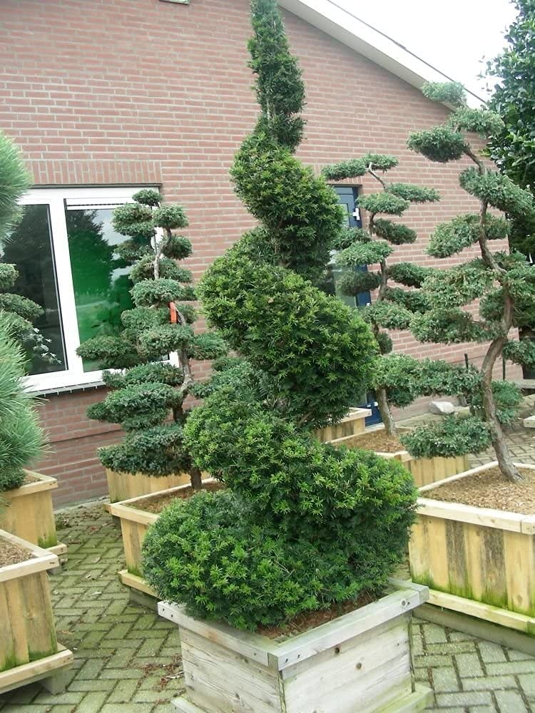 30 English Yew Tree Seeds - Taxus baccata - Evergreen Tree with Bright Red Fruits