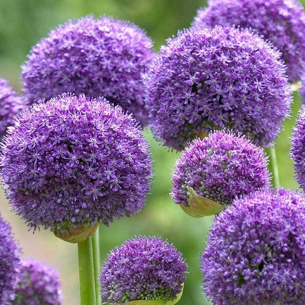 yunakesa 5 Dark Purple Allium Bulbs (BTL) - Blooming Onion, Perennial Garden Flower -Fall Bulbs