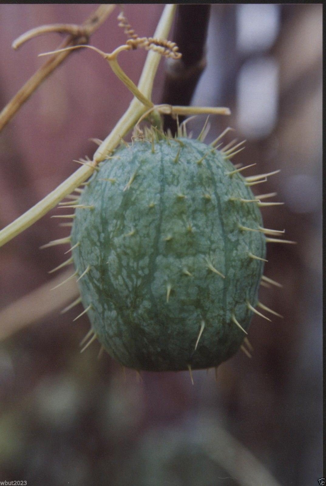 Echinocystis lobata (Wild Cucumber) fruits and leaves are decorative. 5 Seeds