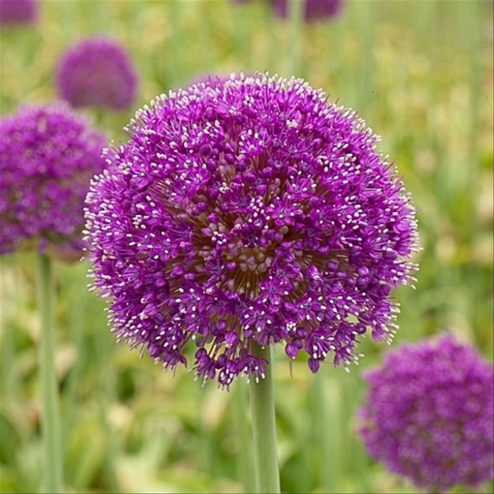 Gladiator Flowering Onion Allium 2 Bulbs - Deer Proof!