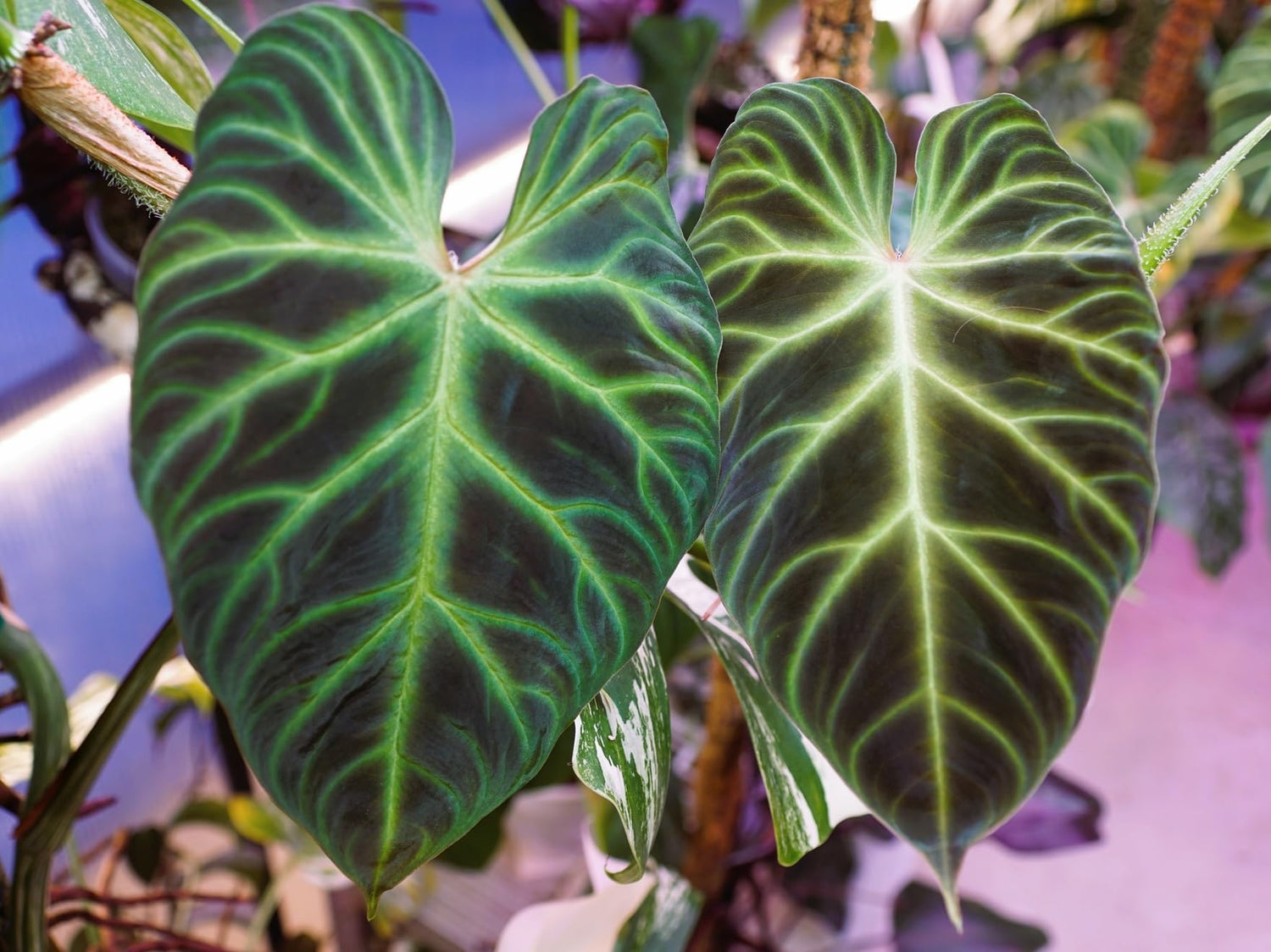 10 Jungle Philodendron Seeds to Grow - Popular House Plant