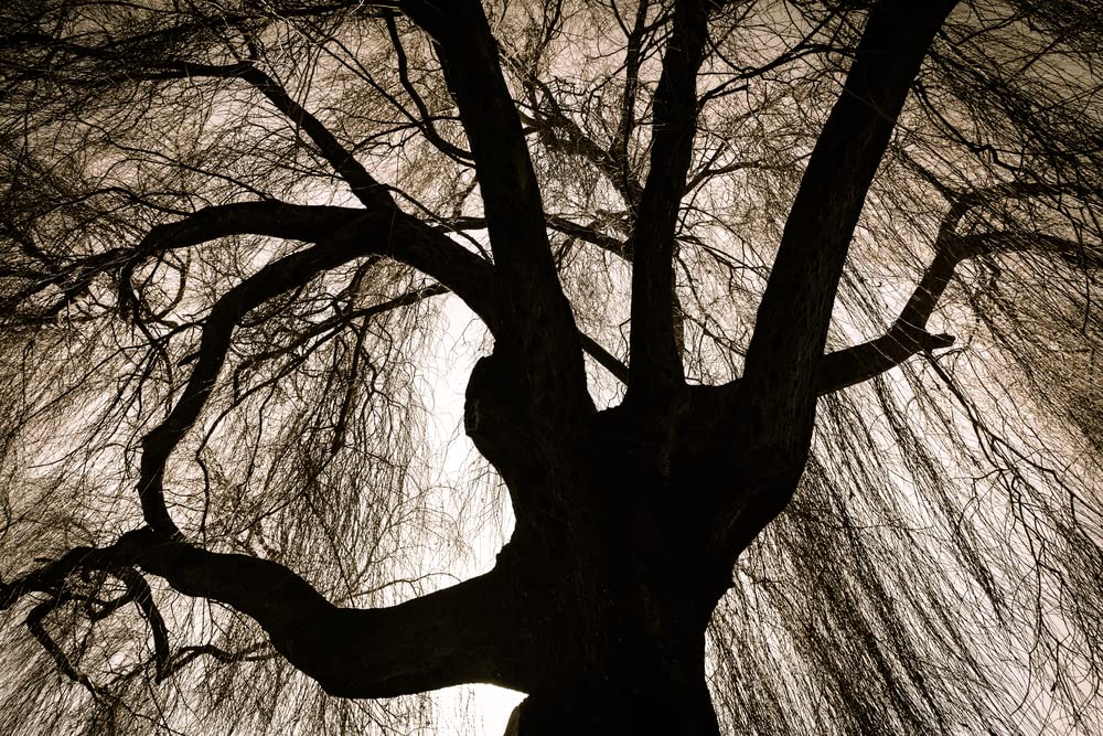 Black Weeping Willow Tree Cuttings for Planting - Rare Black Weeping Willow Trees, Beautiful Arching Canopy, Live Tree Plants for Privacy, Landscaping or Shade