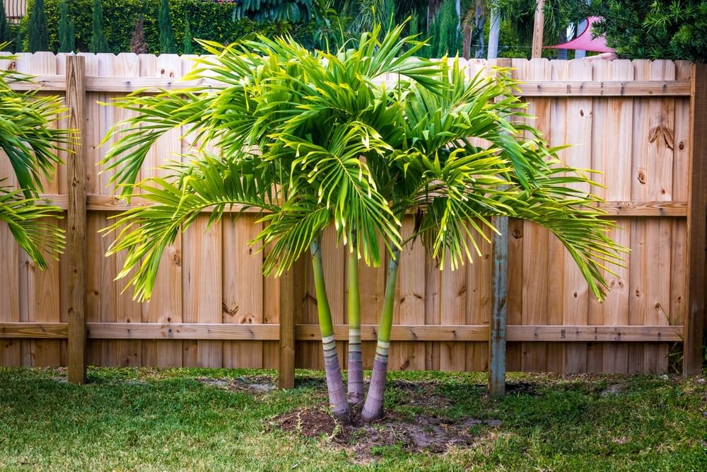 10 Spindle Palm Tree Seeds for Planting - Hyophorbe verschaffeltii - Popular Garden or Lawn Palm Tree