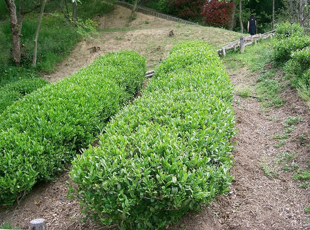 Tea Plant Seeds for Planting - 6 Seeds of Camellia Sinensis Herb Seeds - Made in USA, Ships from Iowa. Tea Tree