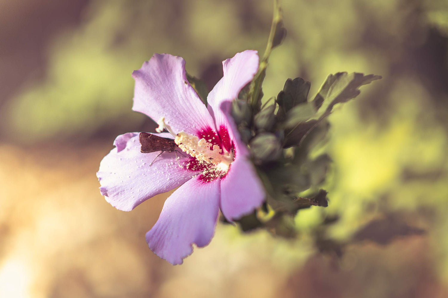 Potted Rose of Sharon Plant (Starter Plant)(Hibiscus Syriacus)