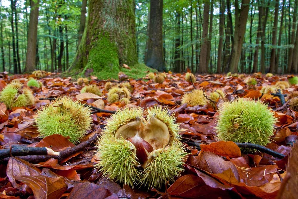 Hybrid Chestnut Tree Seeds for Planting - Best Chestnut Trees for Whitetail Deer - Castanea dentata x mollisima
