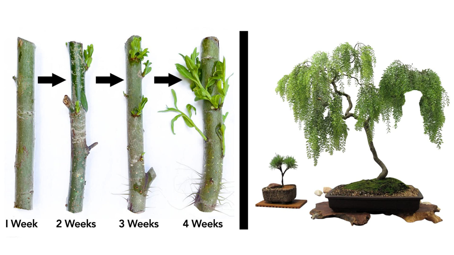 Twigz Nursery Pack of 2 Bonsai Tree Live Indoor Plants -Thick Trunks Fast Growing Bonzai Tree-Lovely Live Plants Indoor for Home and Office Decor-Best Gift of Prosperity for Your Loved One