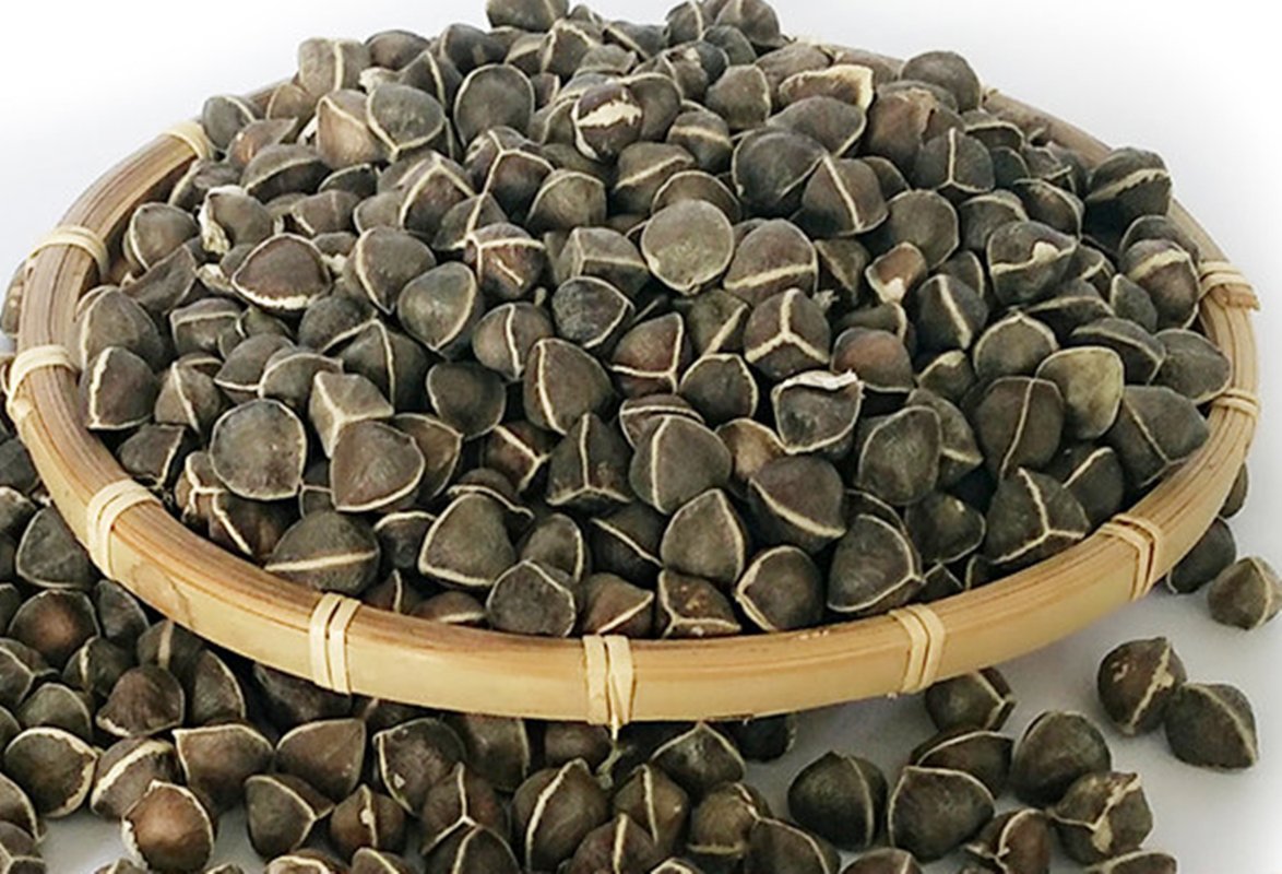 100 Moringa Seed - Oleifera Drumstick Seeds Non-GMO for Sprouting, Planting, Cooking. Unprocessed Seeds